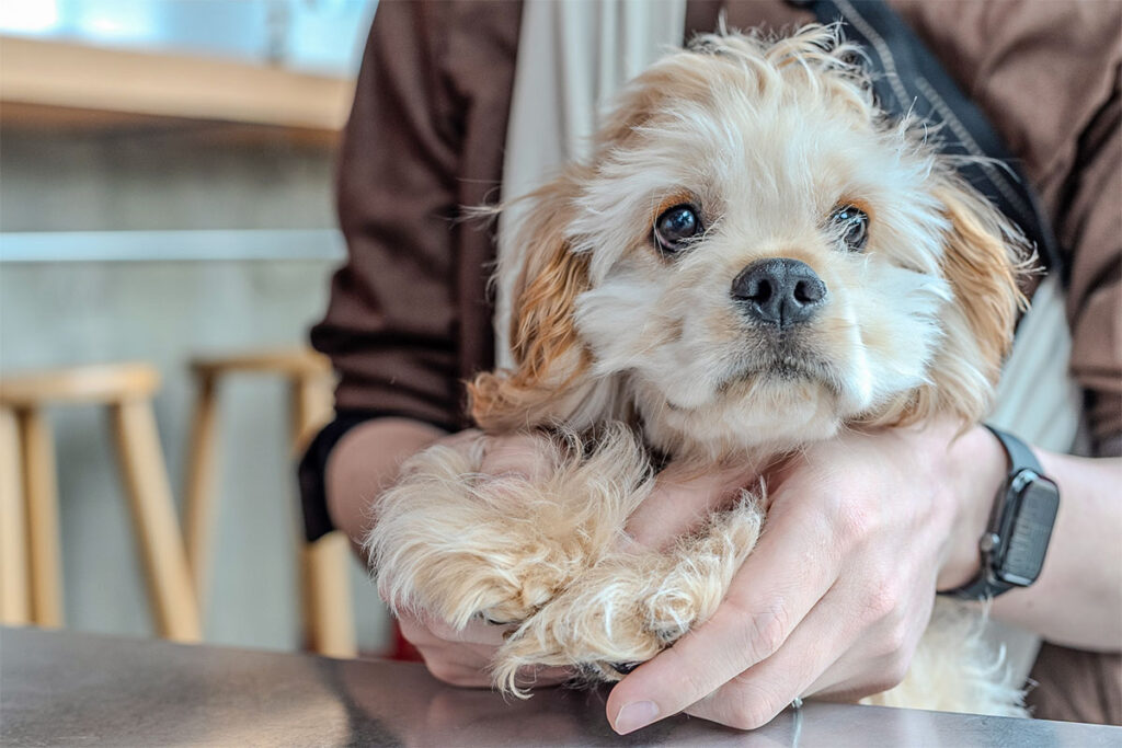 包まれる犬