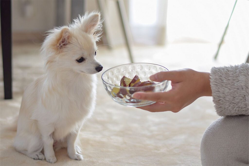 さつまいもを待つ犬
