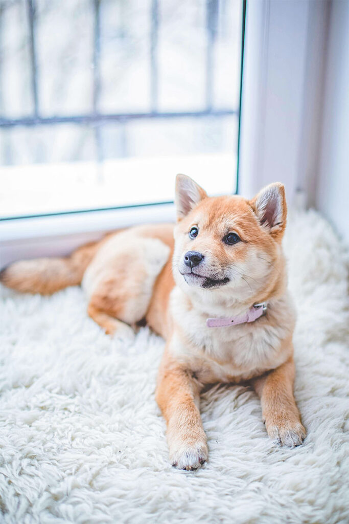 柴犬